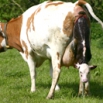 Homeopathy for Dairy Cows Farming Note
