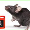 Rodent Control Dairy Insight