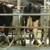 Dairy & Parlour Energy Efficiency Farming Note