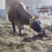 The Importance of Colostrum Management
