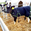 Kingshay Calf Jackets Tried & Tested Report