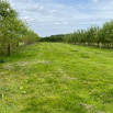 Agroforestry