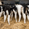 Scours Prevention in the Neonatal Calf