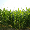 Undersowing Maize Dairy Insight