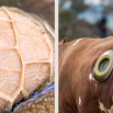 Rumen Health and Rumen Acidosis Dairy Insight