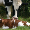 Fertility Key Performance Indicators