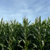 Is Maize Still Right for You? Dairy Insight