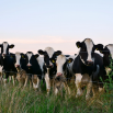 Addressing Heifer Losses Dairy Insight