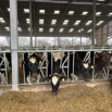 A Practical Guide to Ration Assessment Dairy Insight