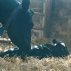 Feeding Colostrum for Calf Immunity and Resilience Dairy Insight