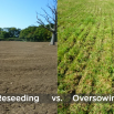 Reseeding & Oversowing Strategies Dairy Insight