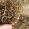 Analysing your Grass Silage Dairy Insight