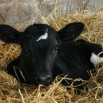 Controlling Cryptosporidium Dairy Insight