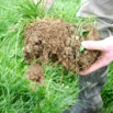 Green Manures & Other Crops to Improve Soil Health