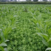 Maize Sprays & Treatments Farming Note