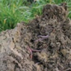 Soil - Appreciating its full value