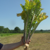 Summer Turnip Trial 2014 Results