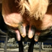 Monitoring Mastitis Farming Note