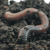 Soil Biology – An Introduction