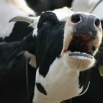 Cattle Behaviour Farming Note