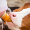 Optimising Calf Health and Performance – Proactive Early Life Strategies