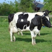 NSAIDs for Pain Management in Cattle