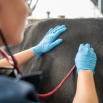 Cattle Emergency First Aid Dairy Insight