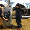 RESEARCH insight – Disbudding Calves