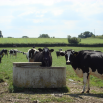 Water Supply at Grass Dairy Insight