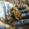 Assessing Cow Muck Farming Note