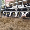 Feeding Replacement Heifers Farming Note
