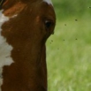 Fly Control In Cattle