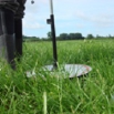 Grazed Grass (Successful Management) Farming Note