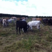 Deferred Grazing Farming Note