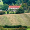 Maize Varieties