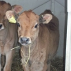 Feeding the calf