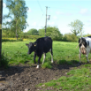 Mastitis in Summer