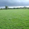 Reseeding Grassland