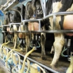 Maximising Returns from the Increasing Milk Price Farming Note
