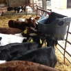 Calf Management Farming Note