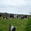 Milk From Forage Farming Note