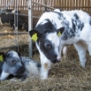 Calf Housing Farming Note