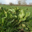 Organic Weed Control Farming Note