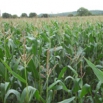 Catch Crop After Maize