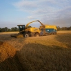 Spring Wholecrop - What are the Options? Farming Note