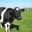 High Yielding Cows - Effective Spring Rations Farming Note