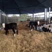 Managing Twinning – Part 1 Farming Note