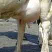 Controlling Mastitis Farming Note