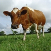 Vitamin Requirements for Dairy Cows Farming Note