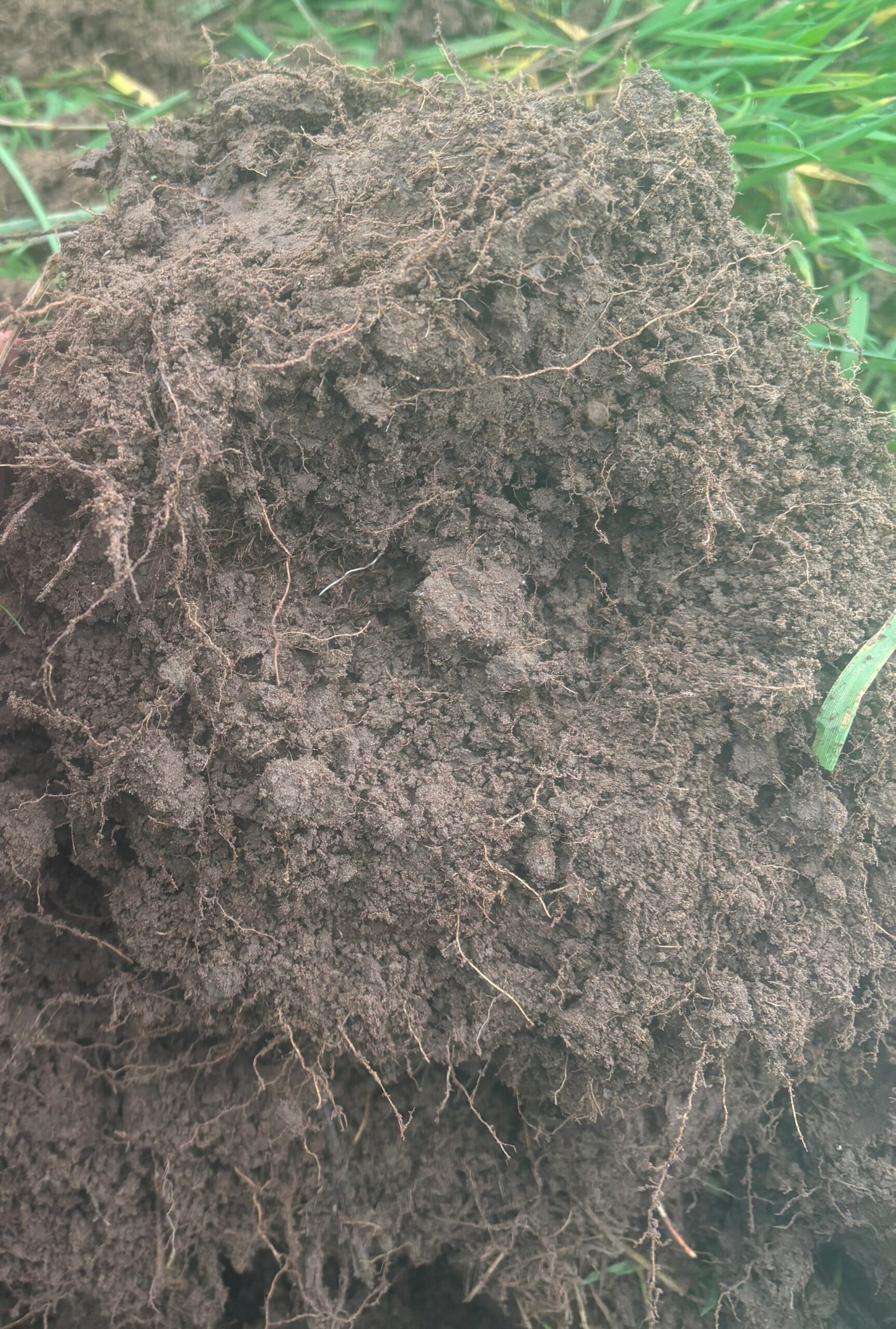 Basic Soil Plus Organic Matter Analysis (1 sample) - Image 1